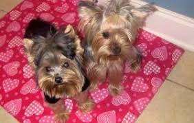 Browse search results for parti yorkie puppies pets and animals for sale in raleigh, nc. 6 Best Yorkie Breeders In North Carolina 2021 We Love Doodles