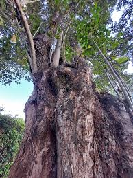 Image result for Cordia goetzei