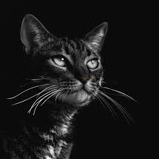 Famous black cat names salem (sabrina the teenage witch) binx (hocus pocus) felix (felix the cat) 10 Cute Cat Names For Girls From Black And White Movies Hubpages