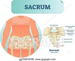 Robin smithuis and henk jan van der woude. Vector Stock Human Sacrum Bone Structure Diagram Anatomical Vector Illustration Labeled Scheme With Bone Sections Stock Clip Art Gg104818706 Gograph