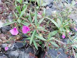 Image result for Afrohybanthus enneaspermus