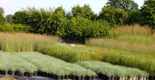 The Best Time To Divide Pampas Grass Is Spring, But It Might Be Better To  Replace It | The Seattle Times