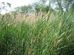 Image result for Phragmites