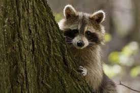 Wild Animals Google Search Animals Wild Animals Wildlife Animals