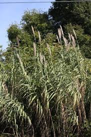Image result for Arundo