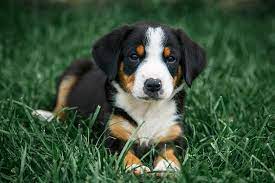 Starcrest greater swiss mountain dogs! Entlebucher Mountain Dog Dog Breed Information