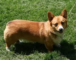 These pembroke welsh corgi puppies are friendly & energetic. Welsh Corgi Puppies For Sale Woodman Wi 305146