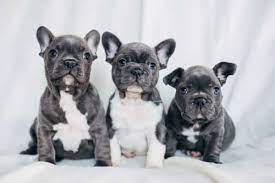 French bulldogs are what we know best! Going To The Dogs Is Breeding French Bulldogs Profitable Anything French Bulldog