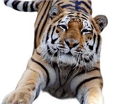 4.5 out of 5 stars (234 ) 234. Download White Tiger Clipart Transparent Pencil And In Color Gucci Tiger With Transparent Background Png Image With No Background Pngkey Com