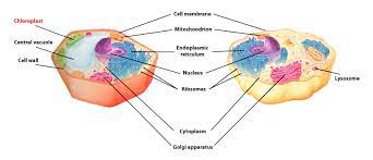 The exact size of the ribosomes varies, depending on the functions: I Pathways Learning Pathways In Adult Education