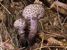 Image result for Strobilomyces strobilaceus