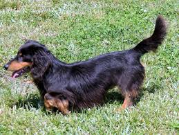 Most important we are licensed and inspected by the state of georgia. Blonde Long Haired Dachshund Price Midas Florence