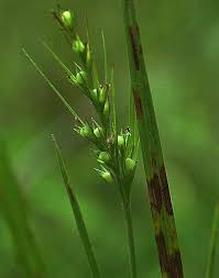 Image result for Scleria