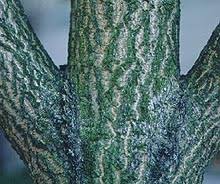 نتیجه جستجوی لغت [inclusions] در گوگل