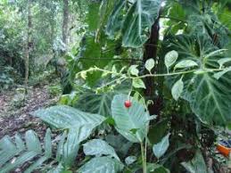 Image result for Sphedamnocarpus pruriens