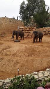 Ieškote nakvynė ir pusryčiai, nakvynės namai, atostogų nuoma, ar viešbutis tisch family zoological gardens (biblical zoo)e? Tisch Family Zoological Gardens Biblical Zoo Picture Of Tisch Family Zoological Gardens Biblical Zoo Jerusalem Tripadvisor