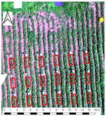 Forecasting Table Beet Root Yield Using Spectral and Textural Features from  Hyperspectral UAS Imagery