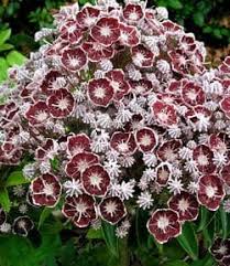 Image result for Komule empire blue