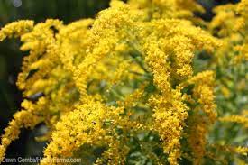 A Host Plant For Pollinators And Beneficial Herb For The Urinary Tract Goldenrod Is Emphatically Not The Cause Of Your Seas Plants Hobby Farms Natural Healing