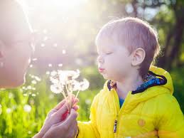 Kalendarz pylenia to aktualne informacje na temat pylenia roślin w danym okresie. Kalendarz Pylenia Co Pyli W Maju 2020 Rodzice Pl Ciaza Porod Dziecko