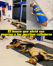 🔴En Ventanilla, Perú, ocurrió algo que conmovió a todos, una noche fría,  mientras las calles quedaban vacías, varios perritos callejeros encontraron  un refugio inesperado: la entrada de una agencia del Banco BCP.
