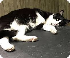 Horsham Pa Domestic Shorthair Meet Tinker Adoption Pending A Cat For Adoption Http Www Adoptapet Com Pet 14652219 Hors Cat Adoption Pets Pet Adoption