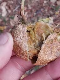 Image result for Vangueria sp.