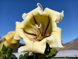 Image result for Solandra maxima