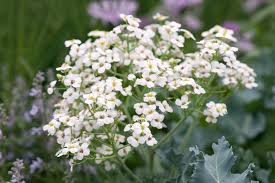 Image result for Crambe hispanica
