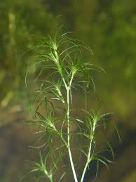 Image result for Najas