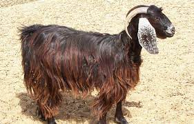 سلالة الماعز العارضي - مزرعة البادية Albadia Farm