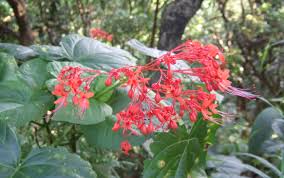Image result for Clerodendrum abilioi