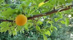 Combo mirabelle plum (4 varieities) now you can enjoy 4 mirabelle plums on one tree!! Mirabelle Plum Youtube