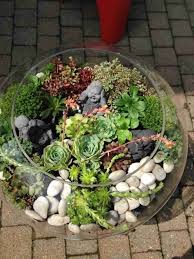 Zimmerpflanzen Sukkulenten Blickfang Dekoideen Kreative Pflanzen Drauen Ideen Innen Glas Deko Mit Und Imsukku Succulents Plants Succulents Indoor