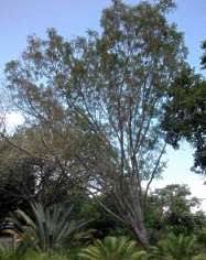 Image result for Kirkia