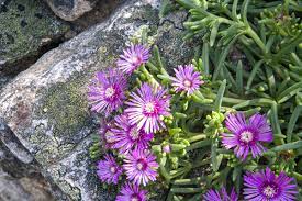 Fioriere con piante grasse decorate con cusci di frutti di mare / gli acquirenti sono responsabili dei costi di spedizione dei resi. Piante Grasse Nomi Fiori Ispirazioni Per Un Tocco Esotico In Casa E Giardino