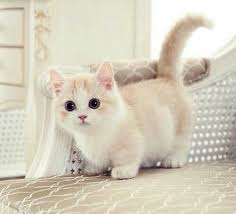 pin by rahma mohamed on منشوراتي المحفوظة cute animals kittens cutest munchkin cat