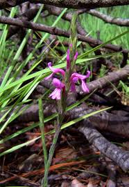 Image result for Striga bilabiata