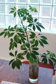 The umbrella trees solved this problem with developing a sun umbrella from their top leaves, thus making them the dominating plants on red earth. Dirt Doctor Library Topics