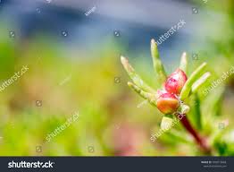 Image result for Elatinaceae