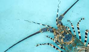 Setelah memahami bagaimana cara hidup seekor udang lobster, langkah selanjutnya adalah kamu harus menyiapkan media kolam. Budidaya Lobster Air Tawar Usaha Mandiri Sukses Untuk Pemula