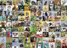 We did not find results for: Ravensburger 99 Funny Animals Jigsaw Puzzle 1000 Piece Toys Games Amazon Com