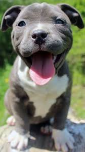 Blue Nose Pitbull Puppies For Sale Blue Nose Pitbull Breeders Baby Pitbulls For Sale In 2020 Blue Nose Pitbull Puppies Pitbull Dog Puppy Pitbull Puppies
