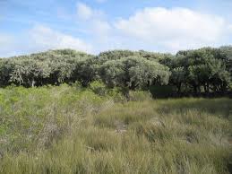 Image result for Sclerodactylon macrostachyum