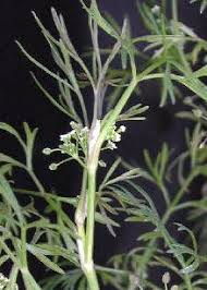 Image result for Apium leptophyllum