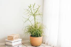 In the wild, propagation from seeds is the most common method. Pencil Cactus Plant Care Growing Guide