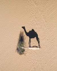 The following is a picture taken directly above these camels in the desert at sunset. Camel S Shadow In The Desert Pics