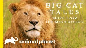 The Lion Big Cat Tales More From The Mara Region Youtube