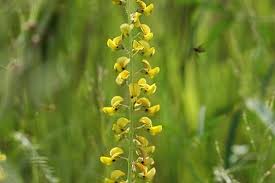 Image result for Crotalaria lanceolata