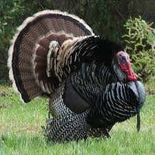 Birds That Look Like Turkeys Up Close Photos Of Wild Turkeys Like You Ve Never Seen Wild Turkey Tom Turkey Beautiful Birds